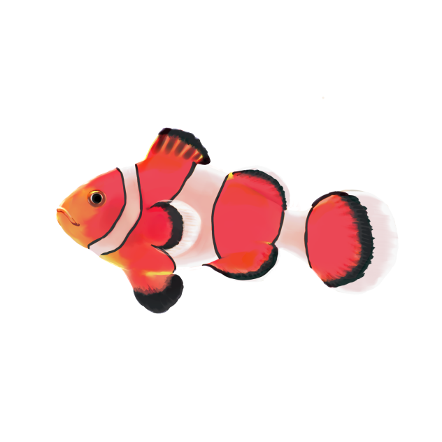 クマノミ