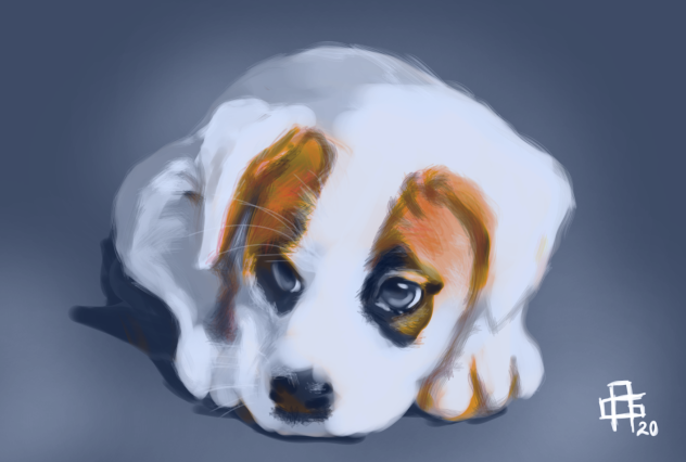 Cachorro