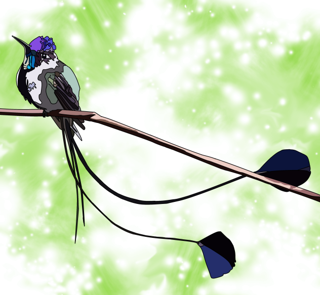 オナガラケットハチドリ ibisPaint