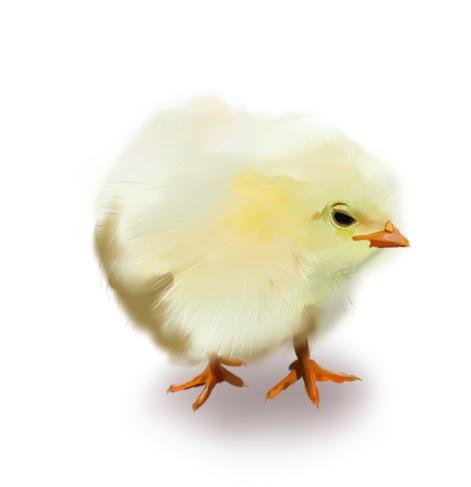 ひよこ