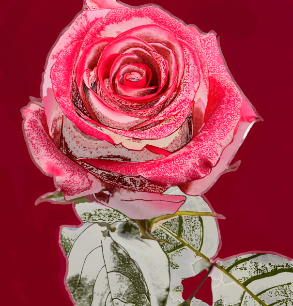 “Painted rose”