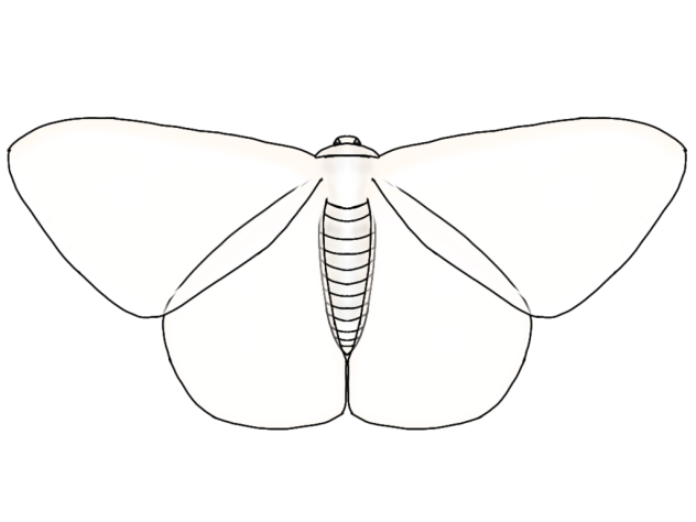 Arctornis crocoptera render