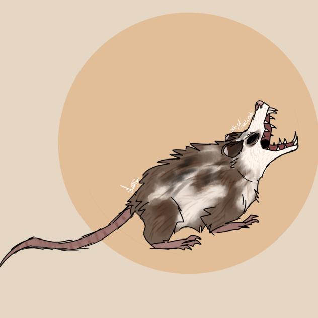 opossum