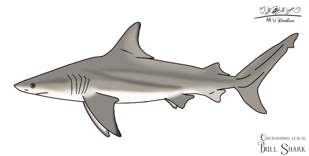 Bull Shark