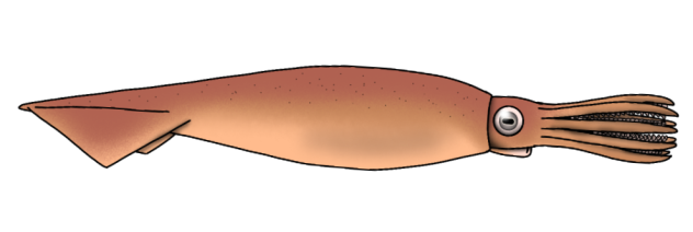 Acanthoteuthis ferussachi2