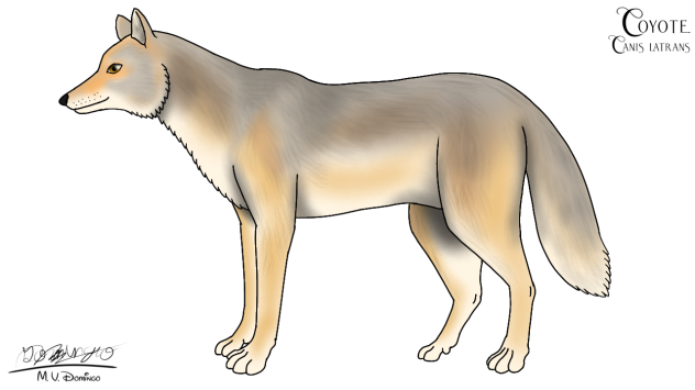 Coyote