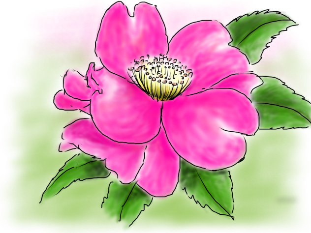 山茶花