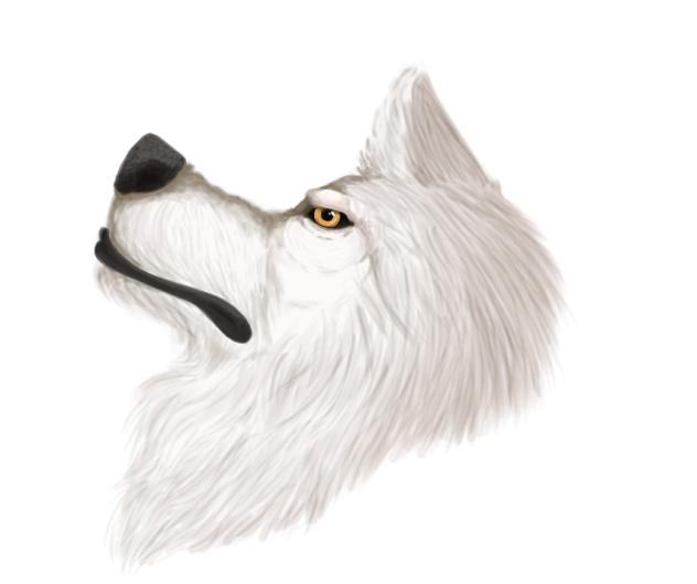 Wolf Realism Attempt