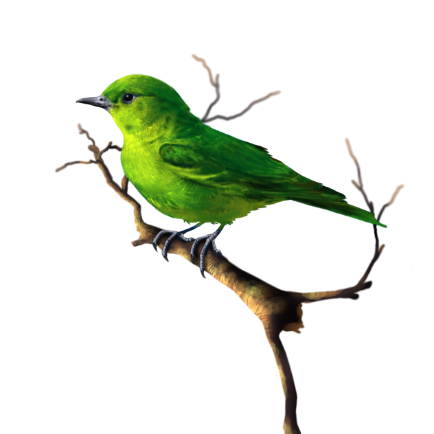 🐦