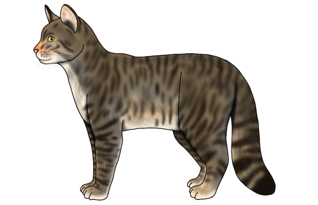 European Wildcat render