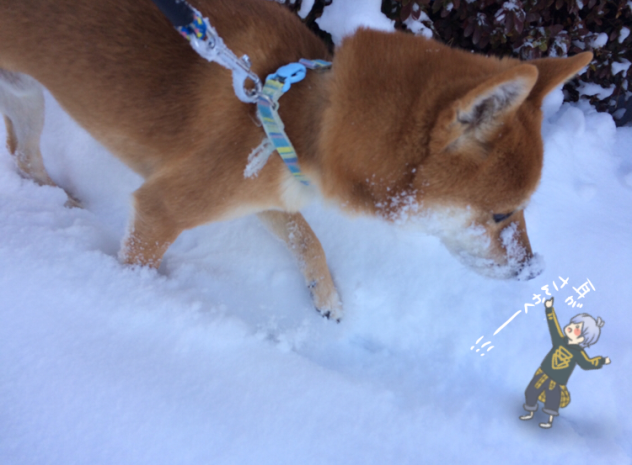 とある家の犬と三角