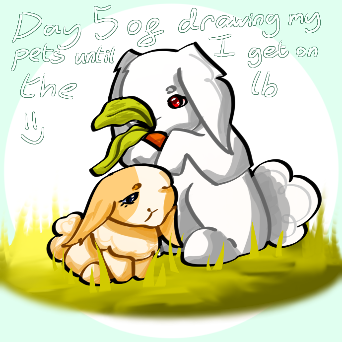 Day 5 of drawing my pets! - ibisPaint