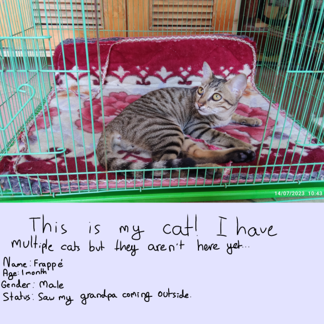 This is my cat