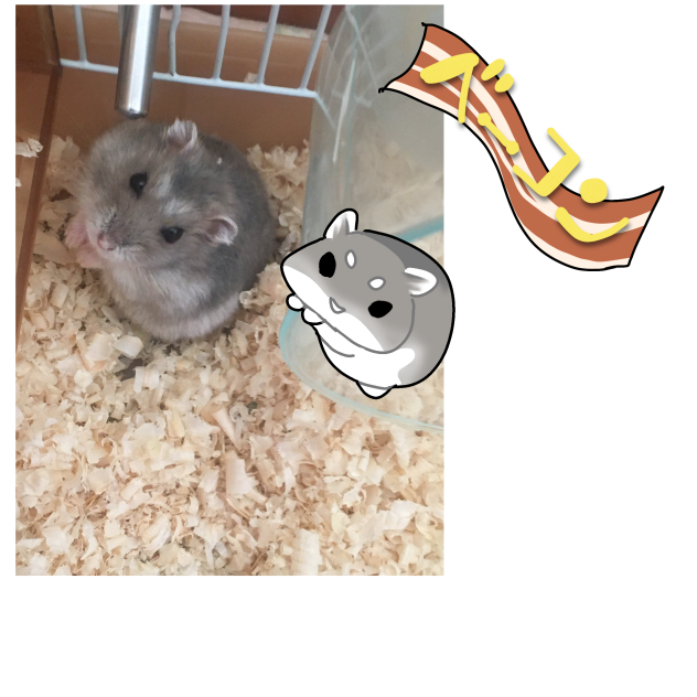 ベーコン