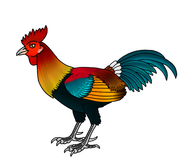Red junglefowl
