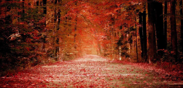 Fall background