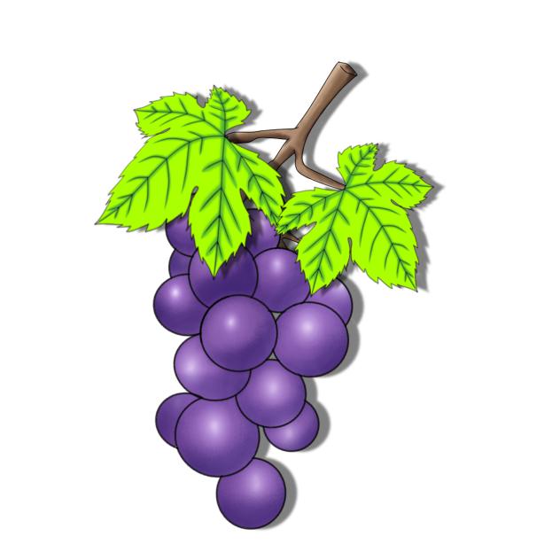 Grape fruit plant purple material