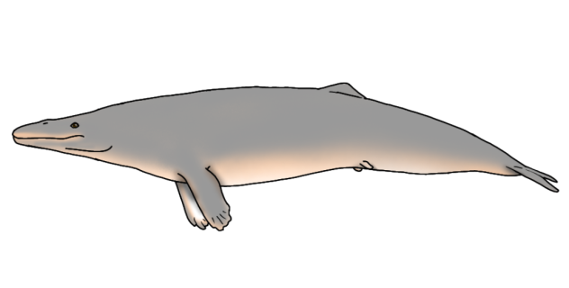 Llanocetus denticrenatus render