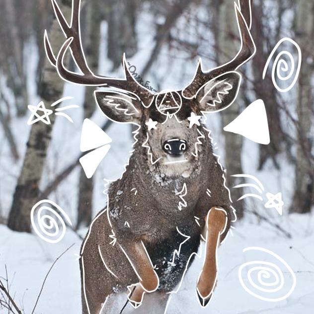 ⭐️ White-tailed deer ⭐️