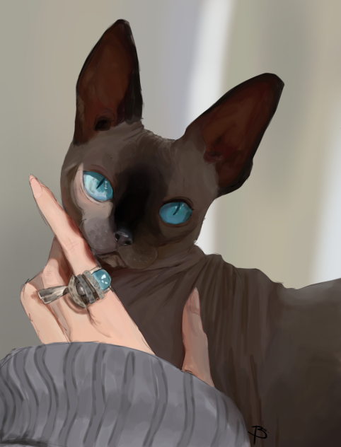 CAT✨✨✨