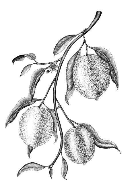Lemon Branch