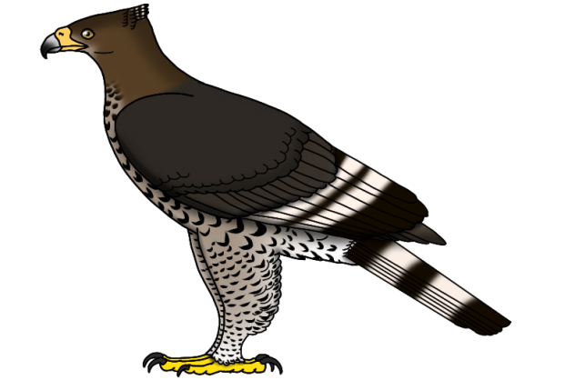 Malagasy Crowned Eagle render