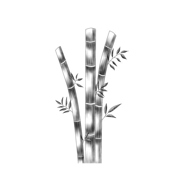 Bamboo