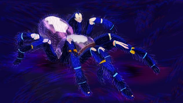 gooty sapphire ornamental tarantula art