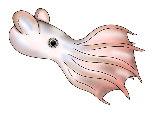 Grimpoteuthis umbellata2