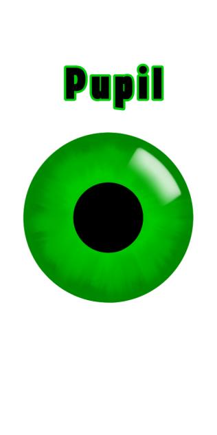 Pupil
