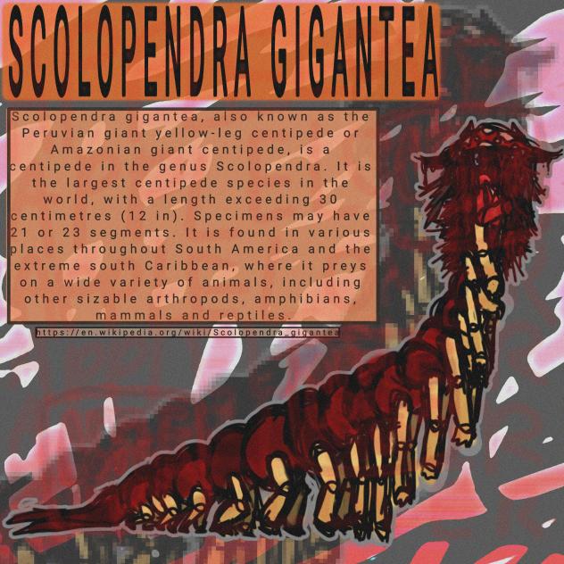 [ 483 • centipede fans wya ]