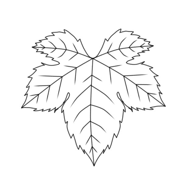 Grape leaf sketch