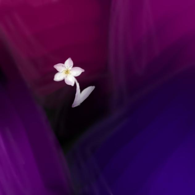 A Lonely Flower