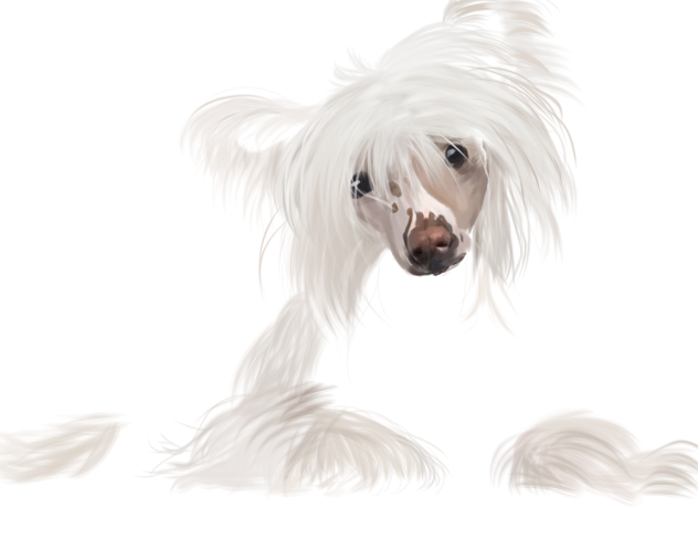 Dog wip