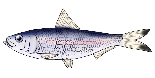 Freshwater Sardine render