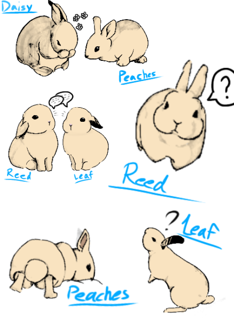 Fluffle siblings!