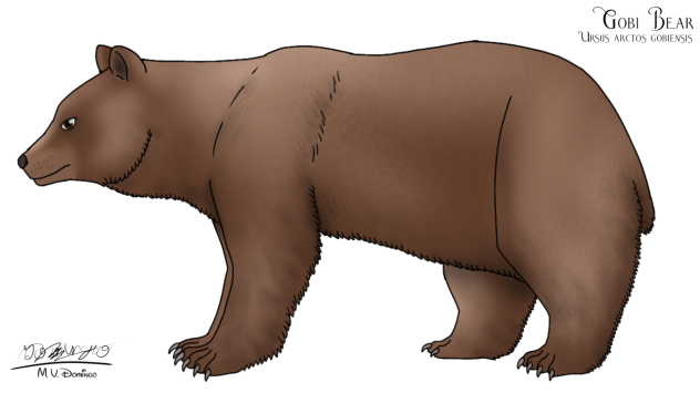 Gobi Bear