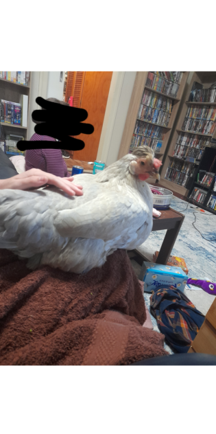 B'nard my chicken