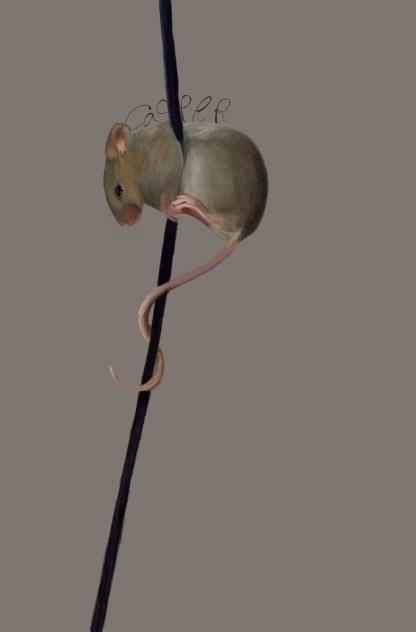 climbing mouse
