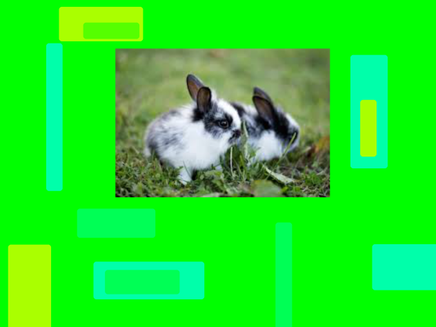 Bunny 11