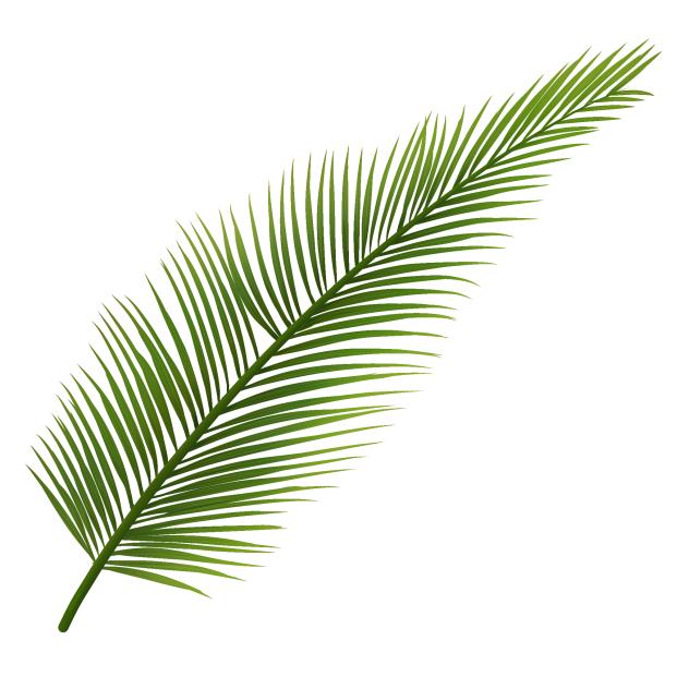 palm