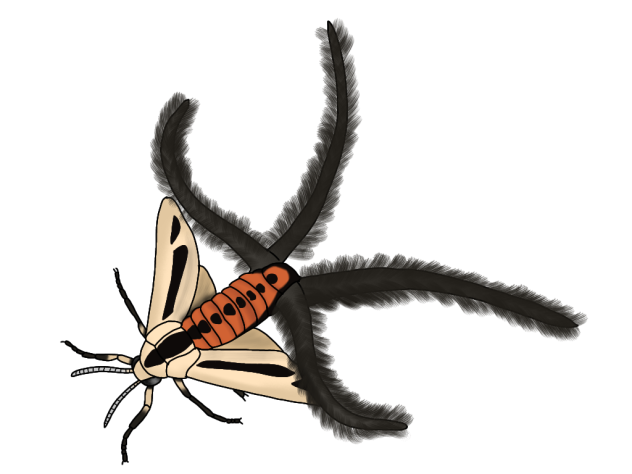 Creatonotos gangis render