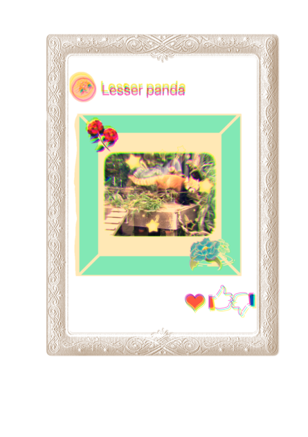 アライグマ〜(￣∀￣)