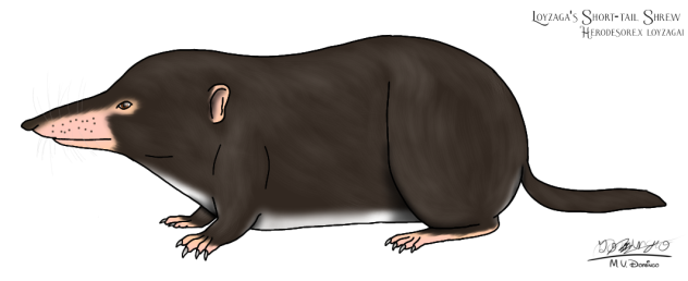 Loyzaga's Short-tail Shrew