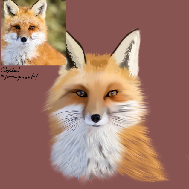 copia (zorro)