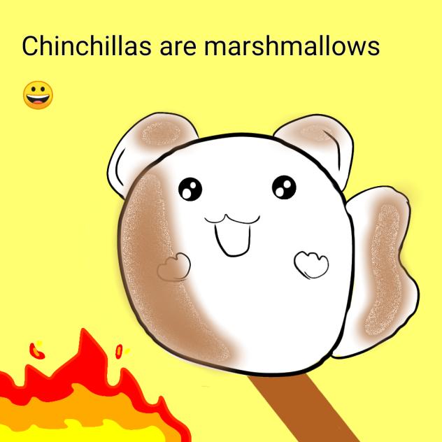 Chinchillas are marshmallows 😀
