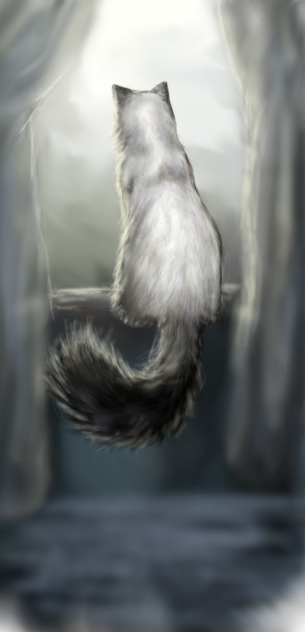cat at a window