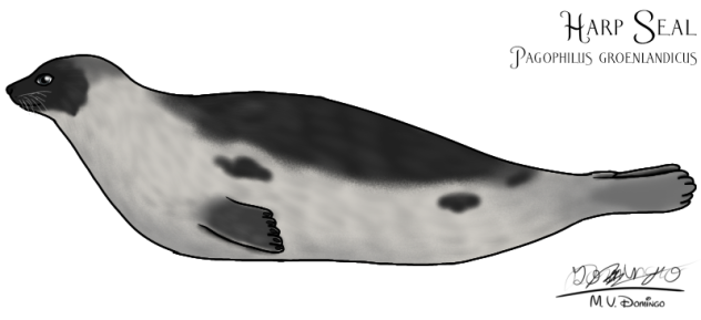 Harp Seal