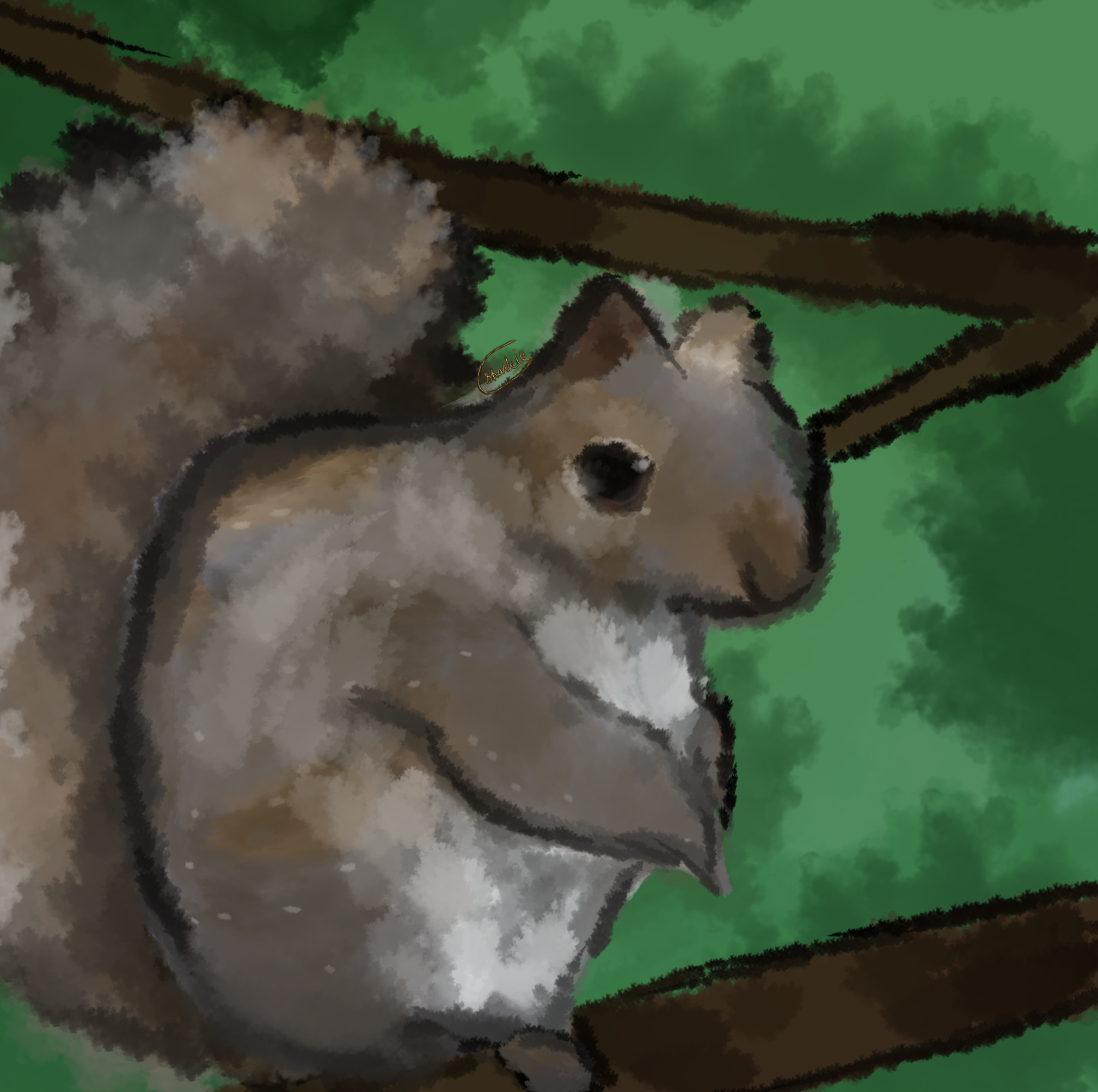 Squirrel - ibisPaint