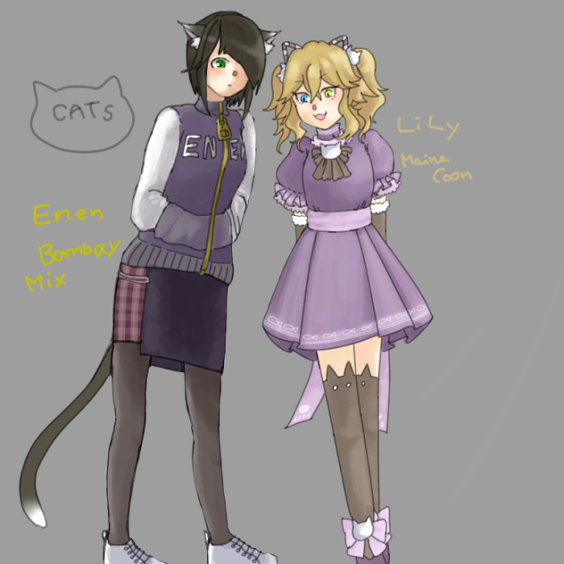 猫